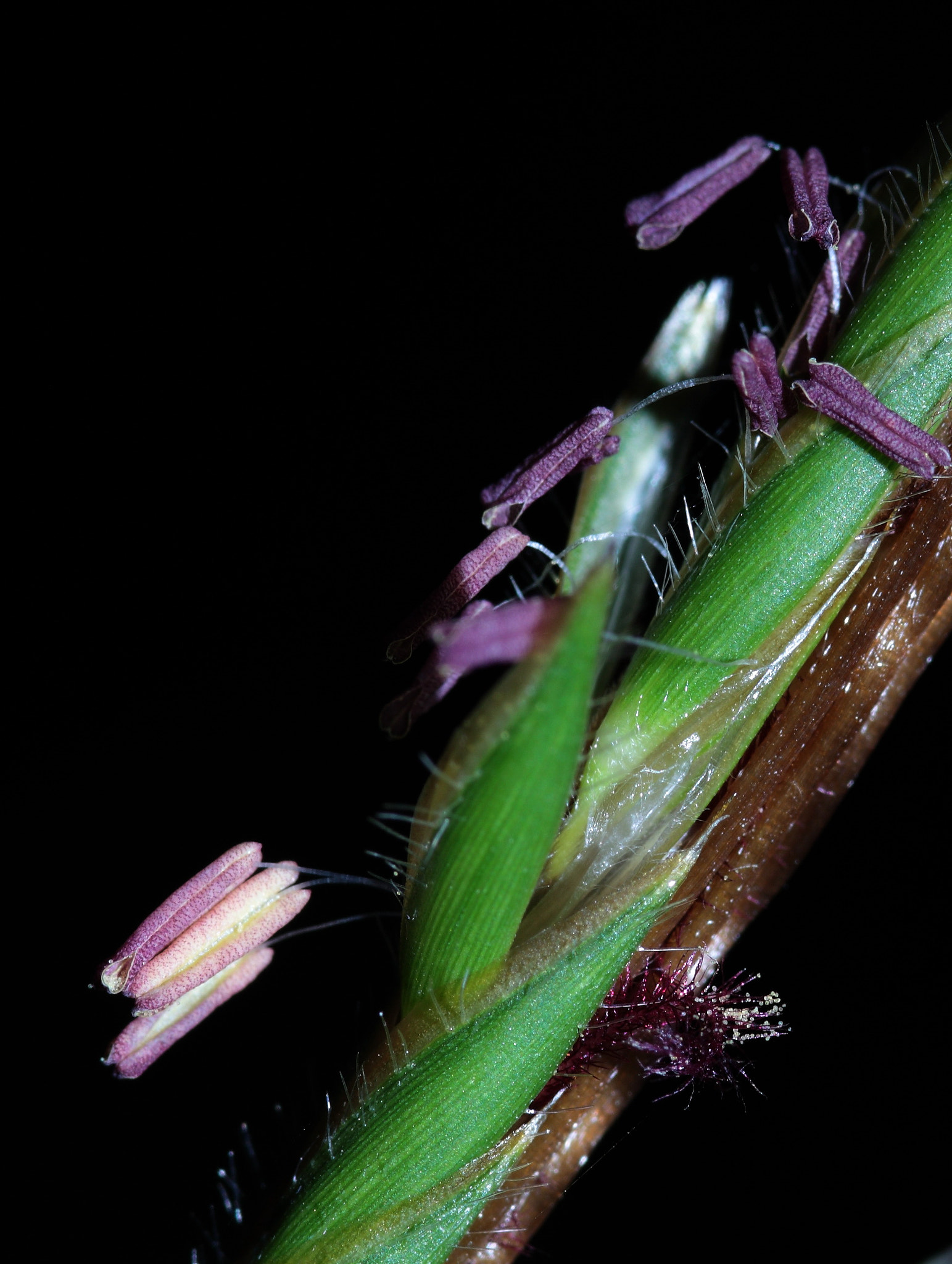 Canon 105mm sample photo. 微观小草 photography