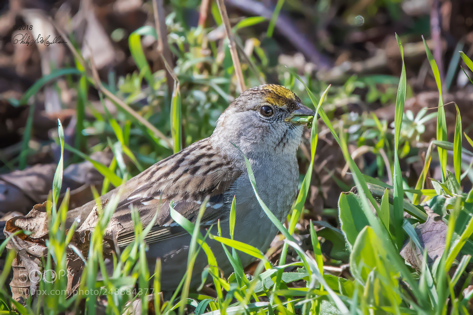 Nikon D500 sample photo. Golden crowned sparrow photography
