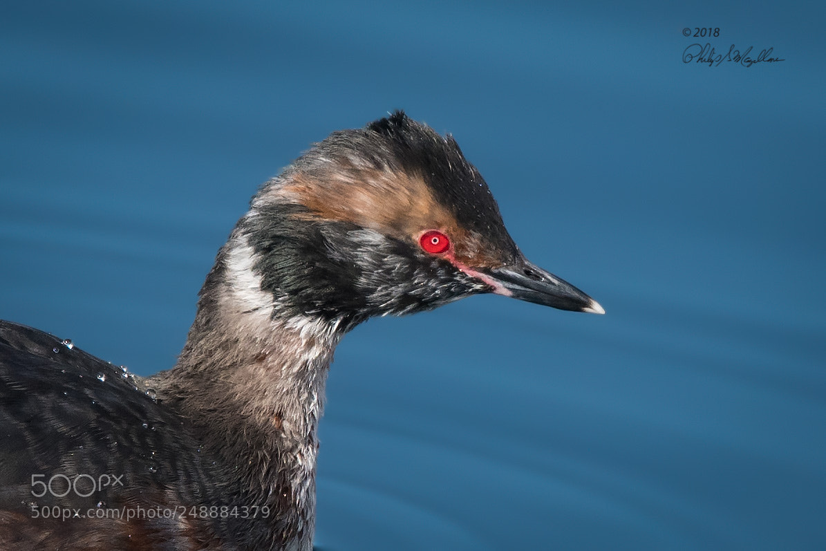 Nikon D500 sample photo. Horned grebe male photography