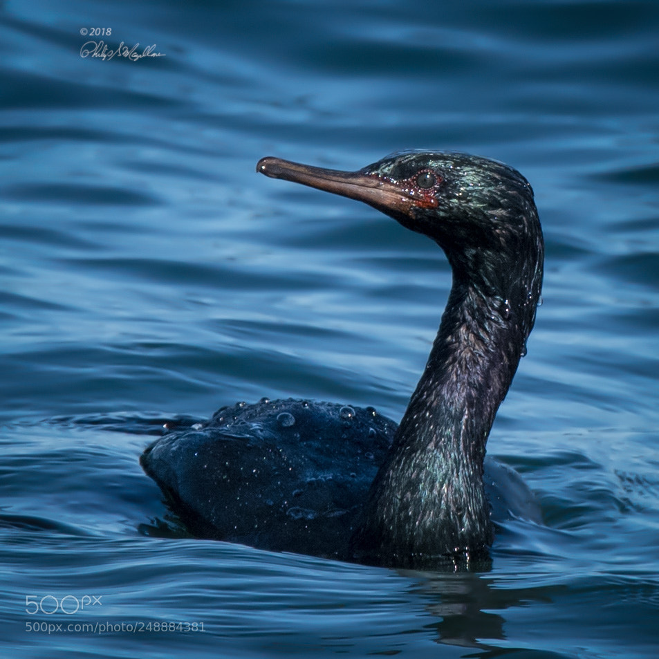 Nikon D500 sample photo. Pelagic cormorant photography
