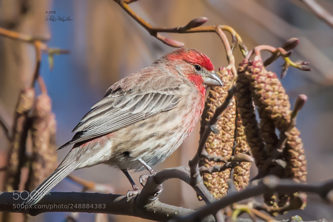 Nikon D500 sample photo. House finch photography