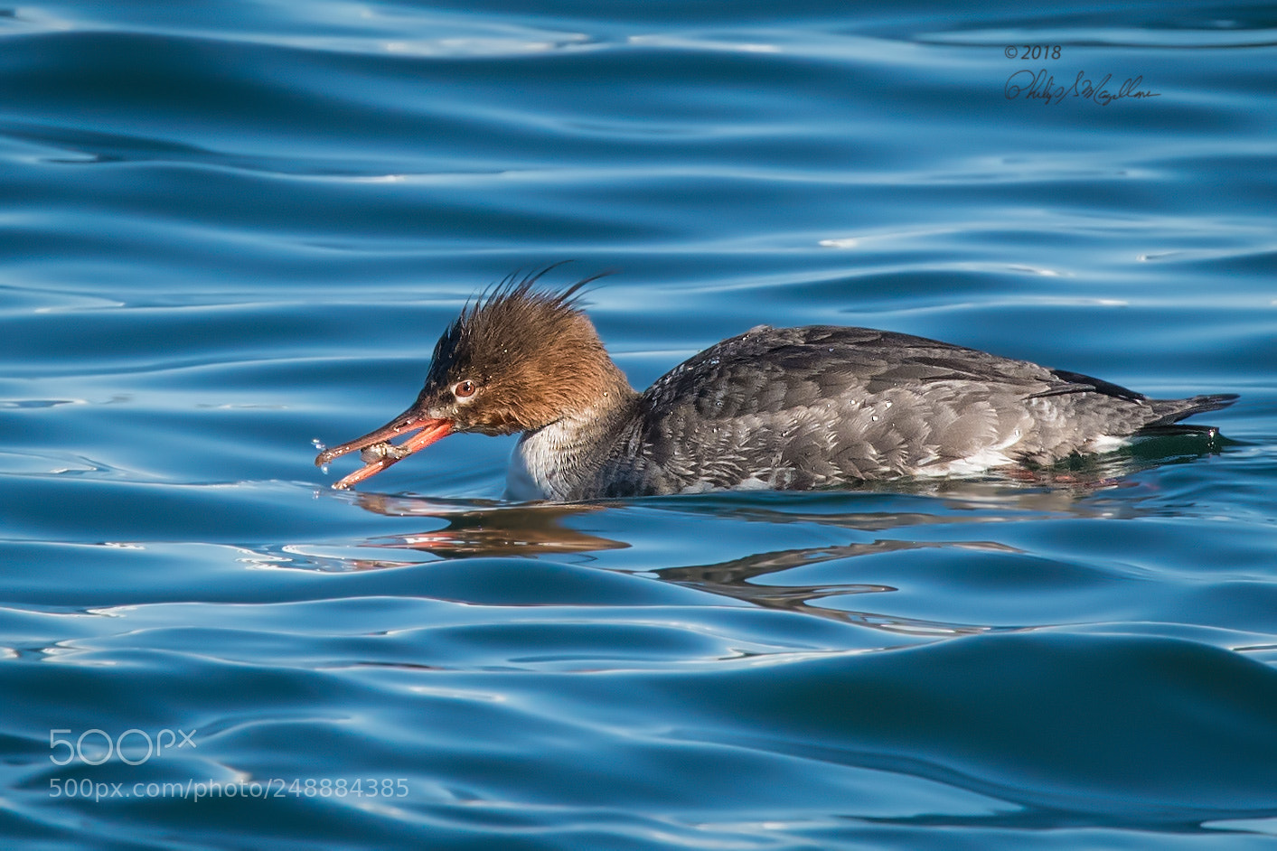 Nikon D500 sample photo. Red breasted merganser photography