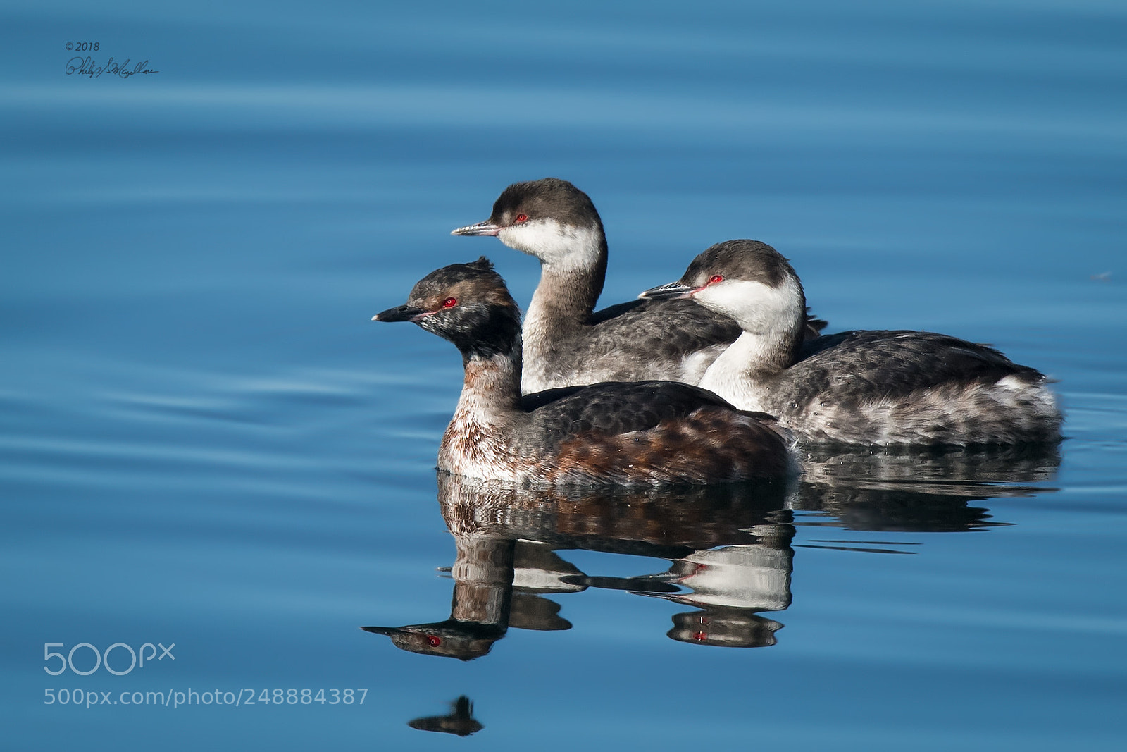 Nikon D500 sample photo. Three horned grebes photography