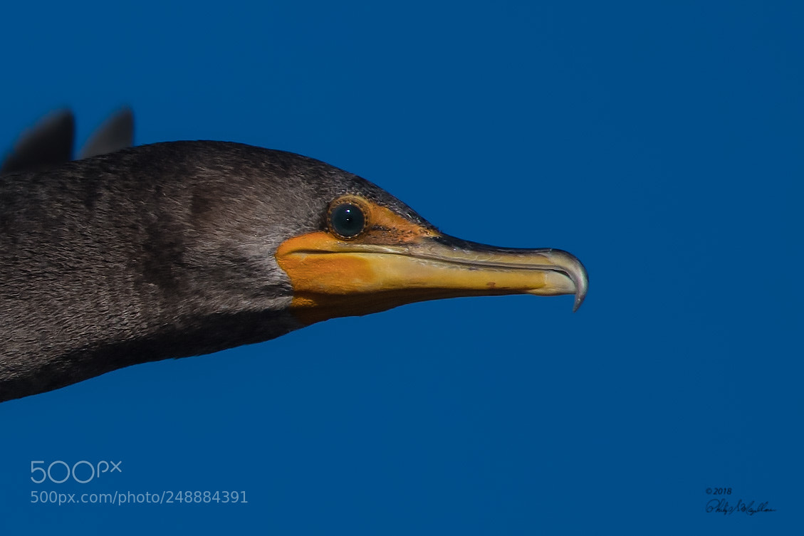 Nikon D500 sample photo. Double crested cormorant in photography