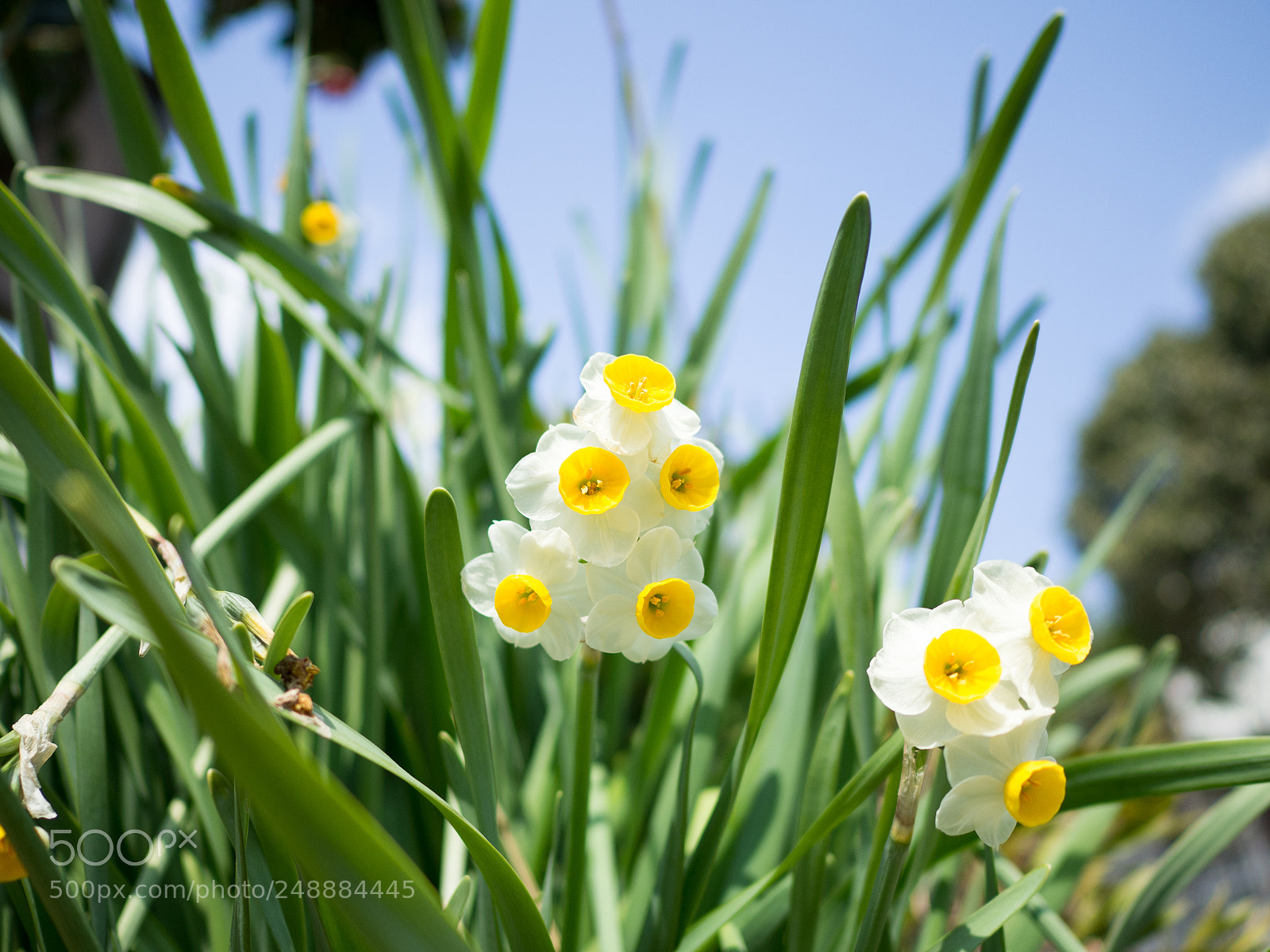 Olympus OM-D E-M10 II sample photo. Narcissus photography