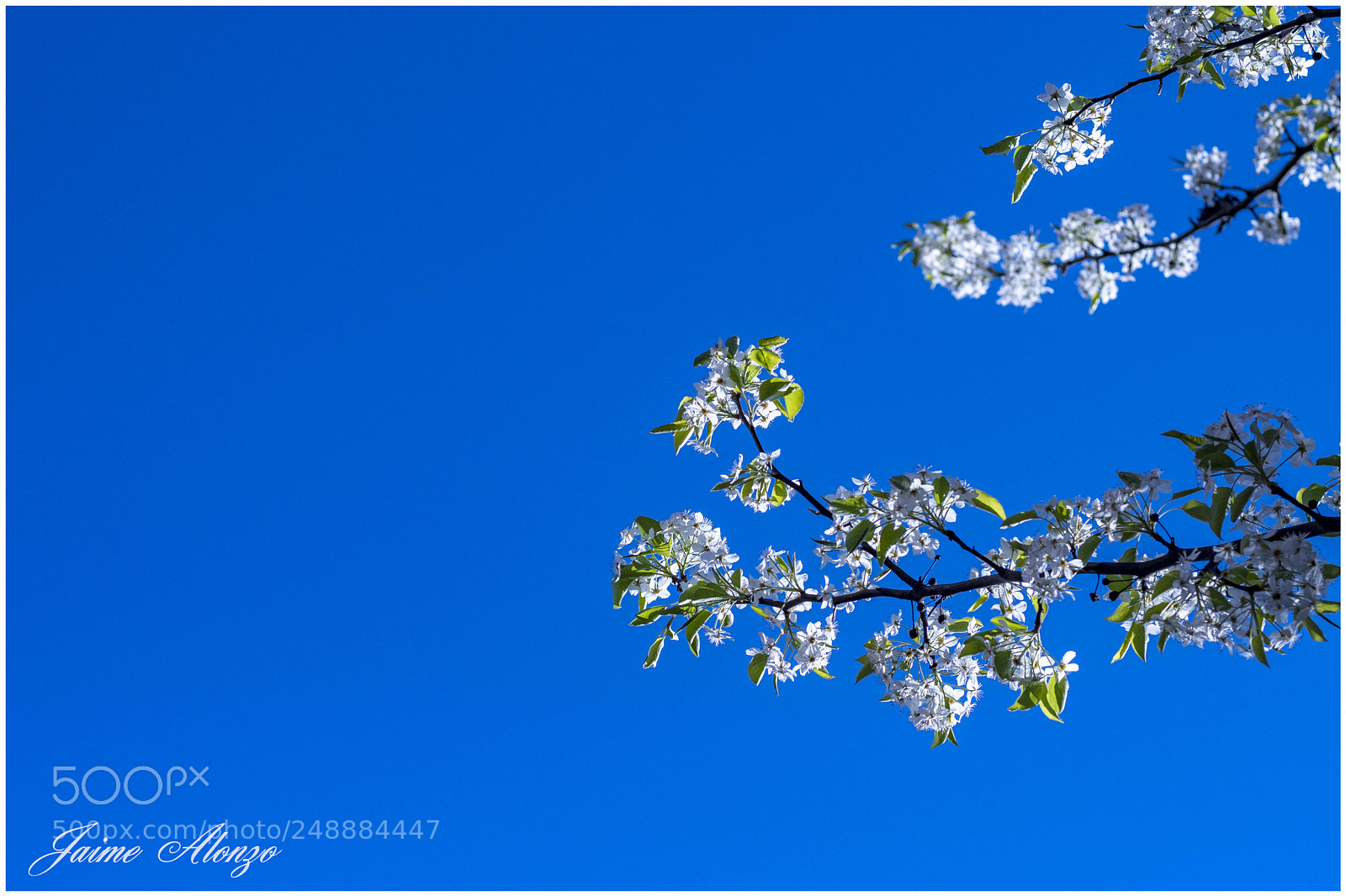 Nikon D500 sample photo. Spring is here! photography