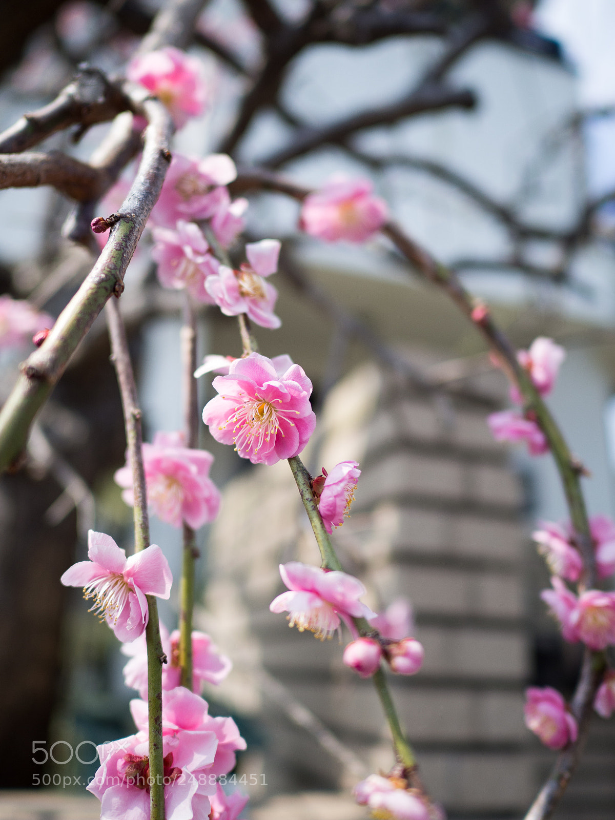 Olympus OM-D E-M10 II sample photo. Plum photography