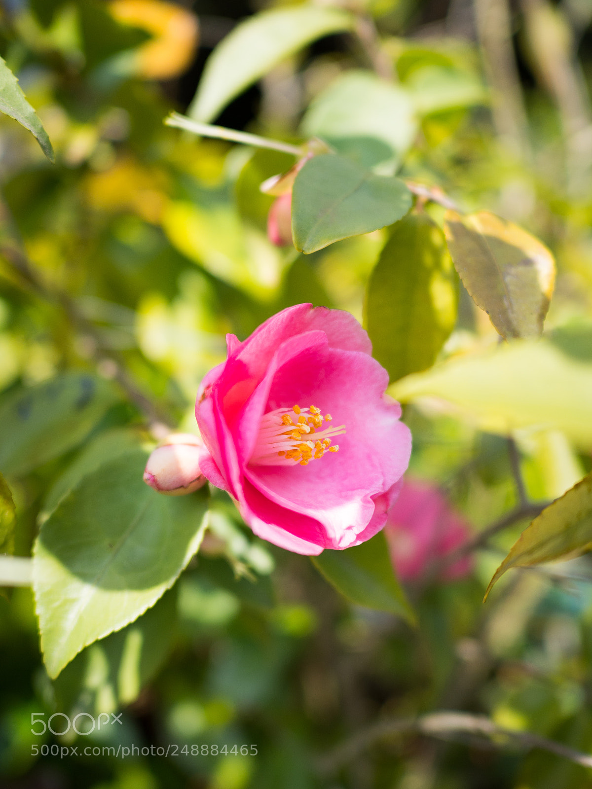 Olympus OM-D E-M10 II sample photo. Camellia photography