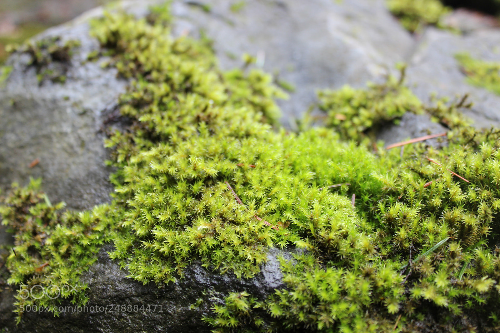 Canon EOS 600D (Rebel EOS T3i / EOS Kiss X5) sample photo. Bright green moss growing photography