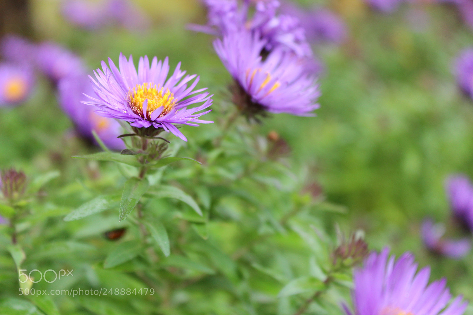 Canon EOS 600D (Rebel EOS T3i / EOS Kiss X5) sample photo. Yellow and purple flowers photography