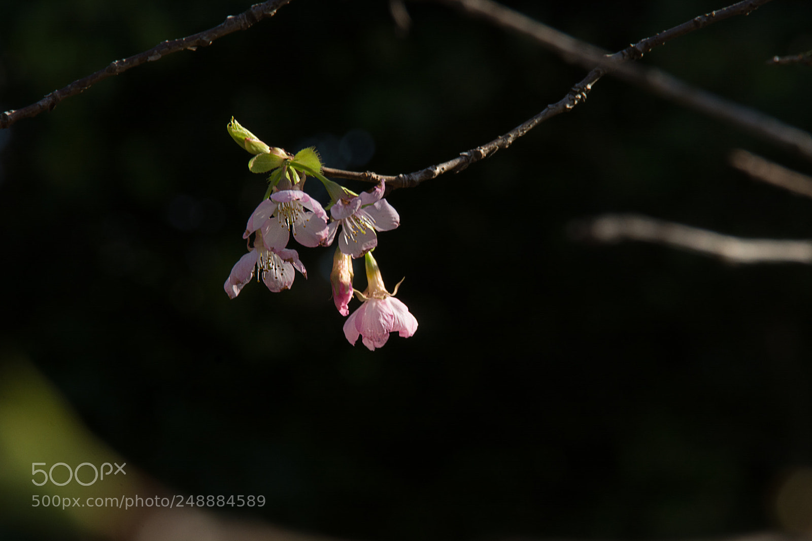 Nikon D7100 sample photo. 樱花 photography