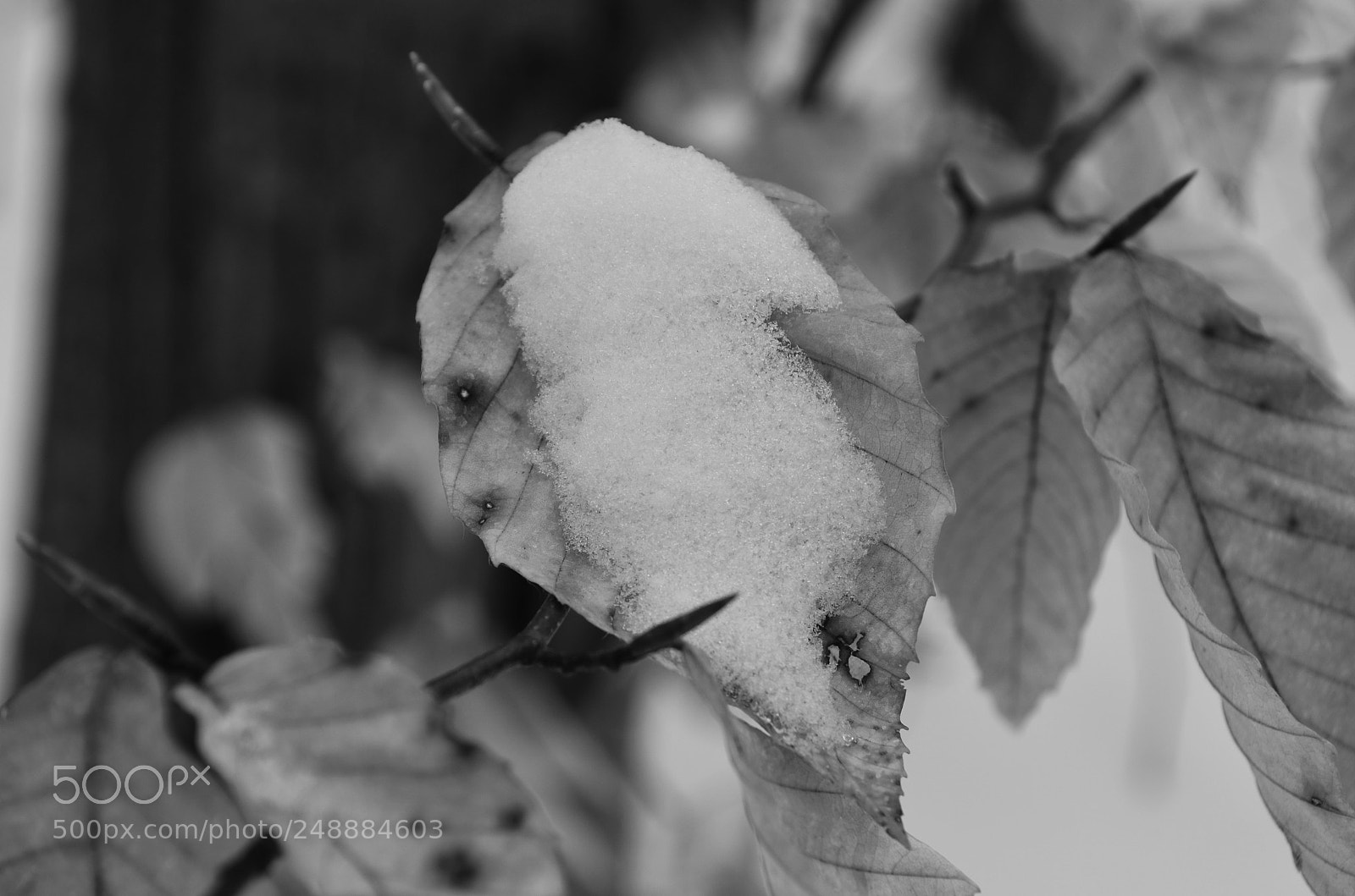 Nikon D5100 sample photo. Winter leaves photography