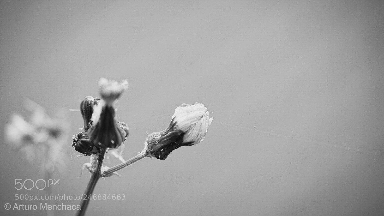 Sony a7R II sample photo. Untitled photography