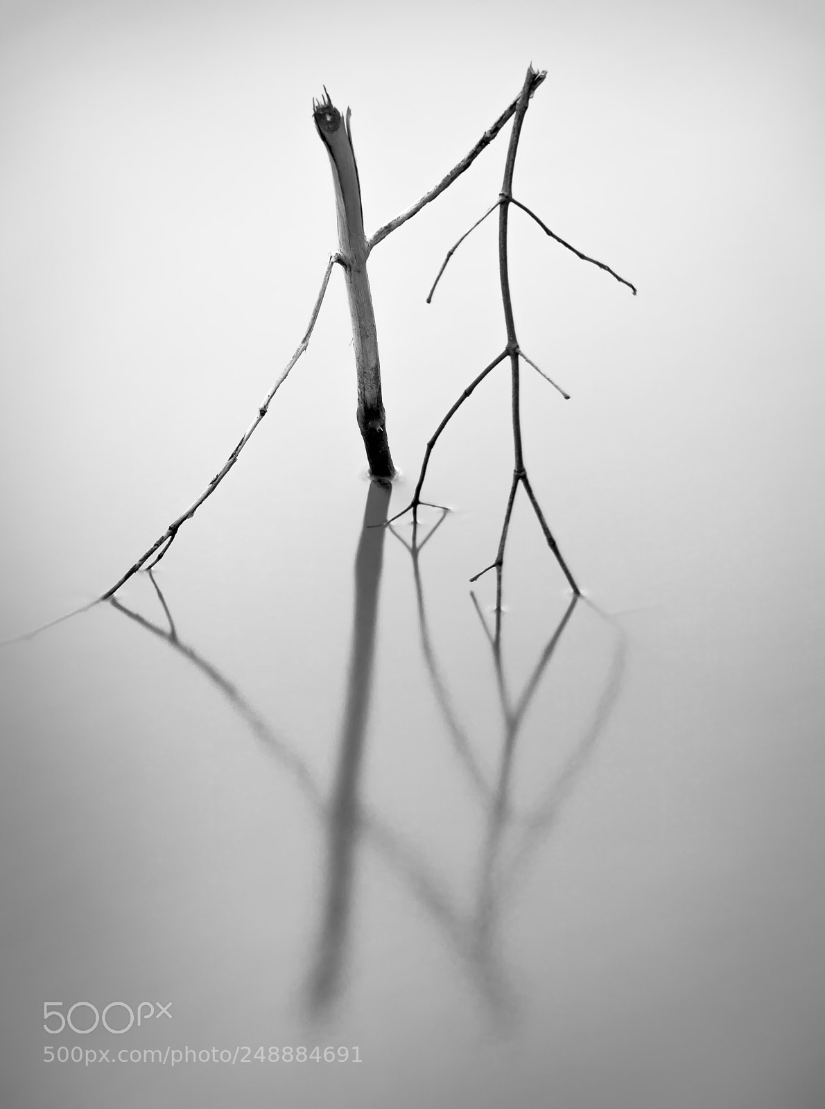 Sony a7 II sample photo. Broken stem photography