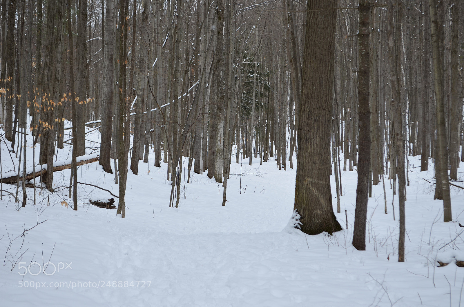 Nikon D5100 sample photo. Winter path photography