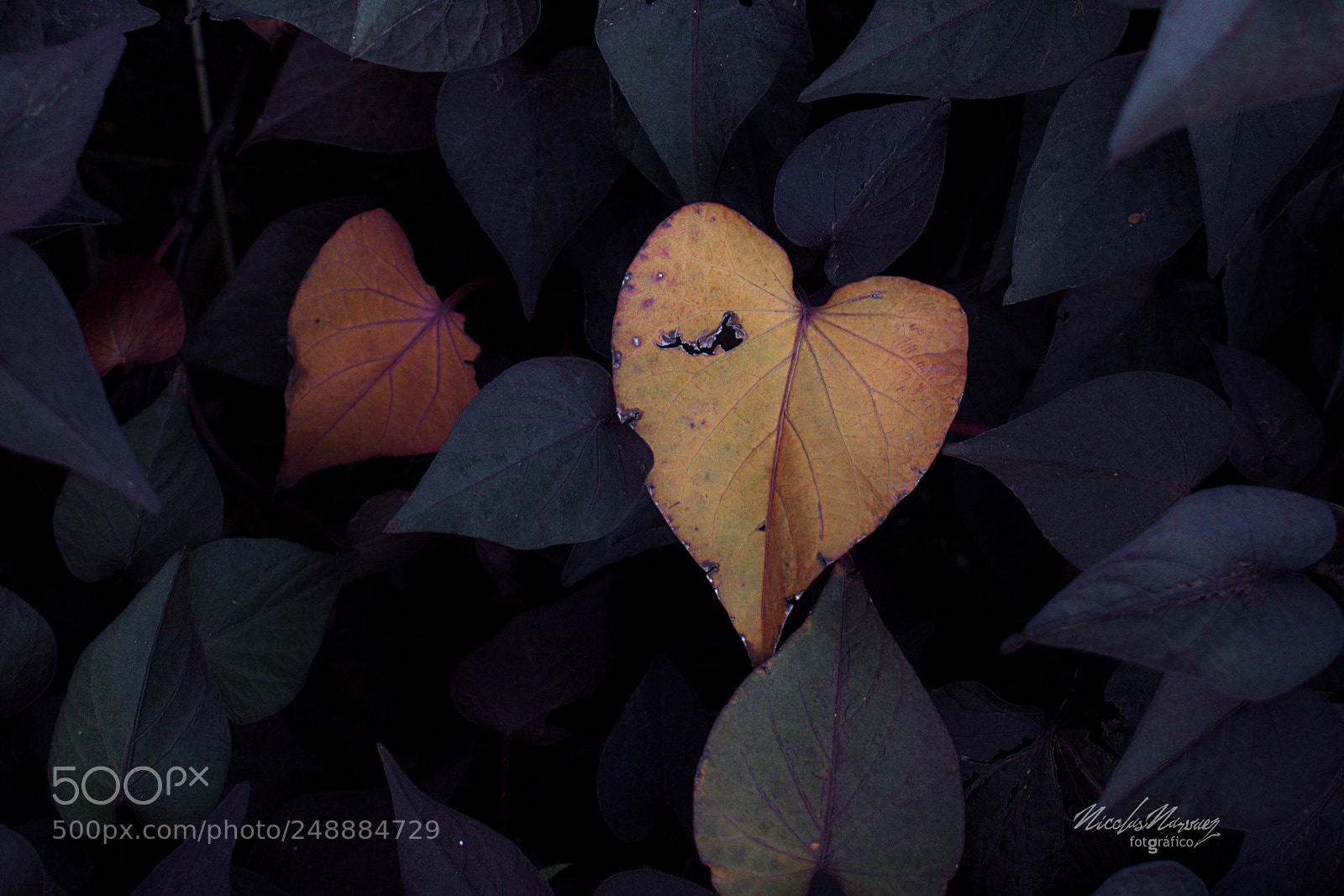 Nikon D3400 sample photo. Un corazón photography