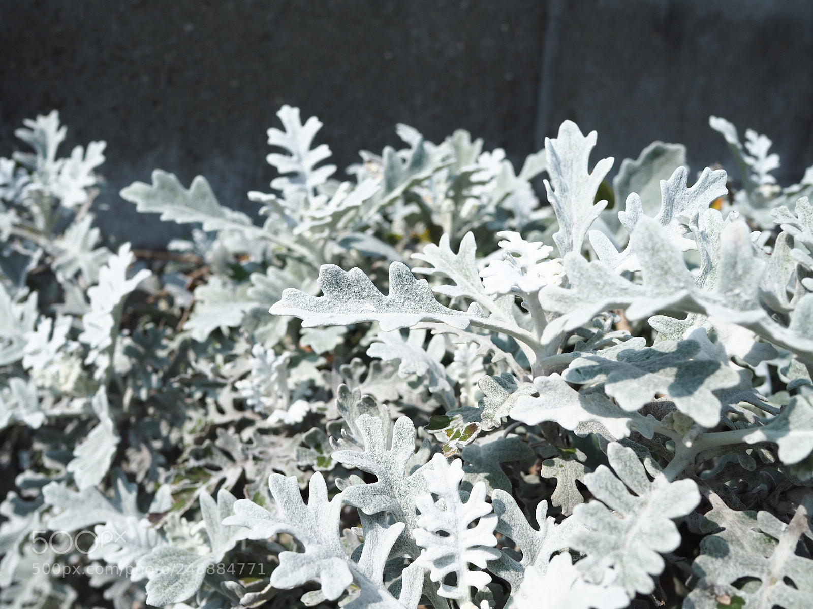 Olympus OM-D E-M10 II sample photo. Senecio photography