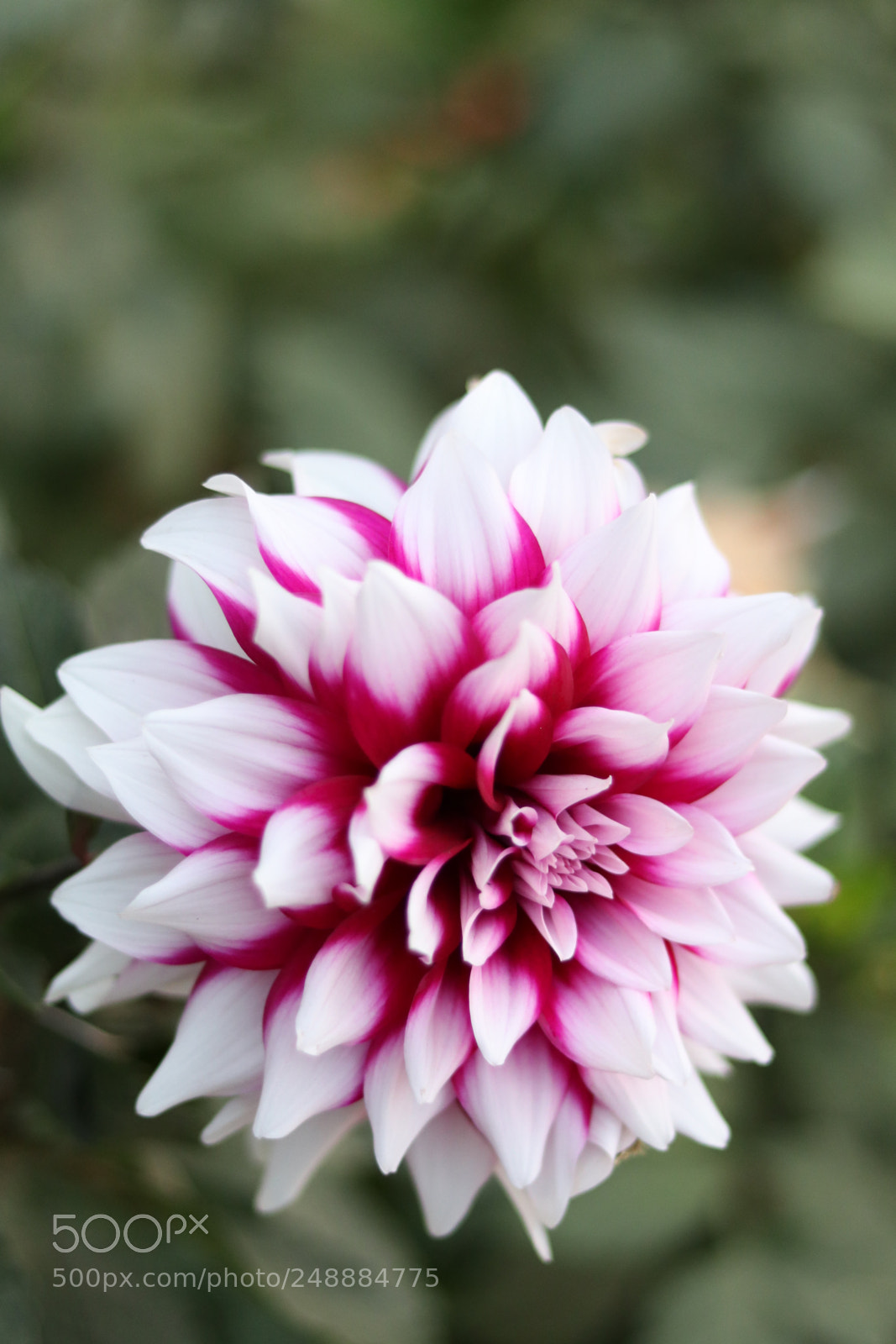 Canon EOS 80D + Canon EF 50mm F1.8 STM sample photo. Img photography