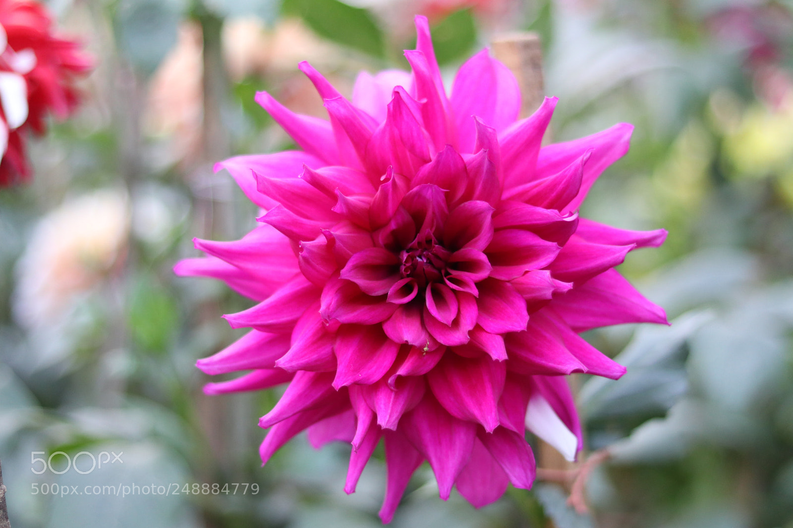 Canon EOS 80D + Canon EF 50mm F1.8 STM sample photo. Img photography