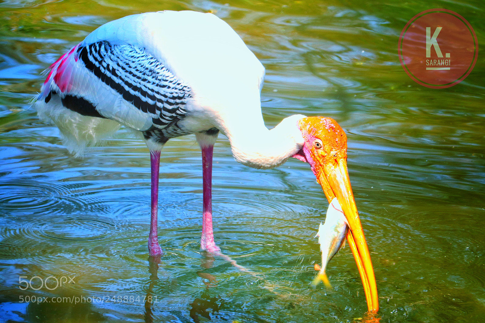Canon EOS 200D (EOS Rebel SL2 / EOS Kiss X9) sample photo. Painted stork photography