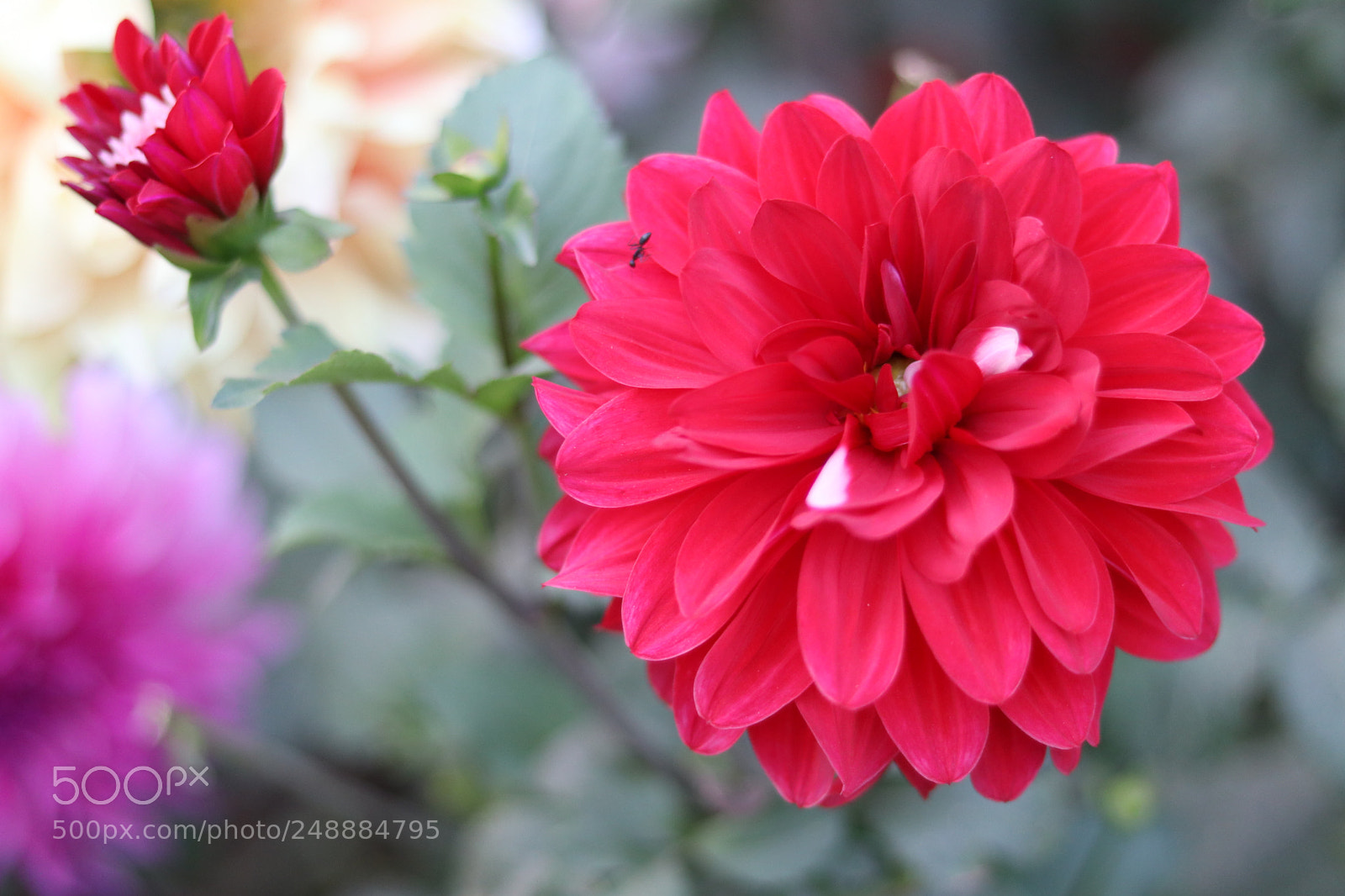 Canon EOS 80D + Canon EF 50mm F1.8 STM sample photo. Img photography