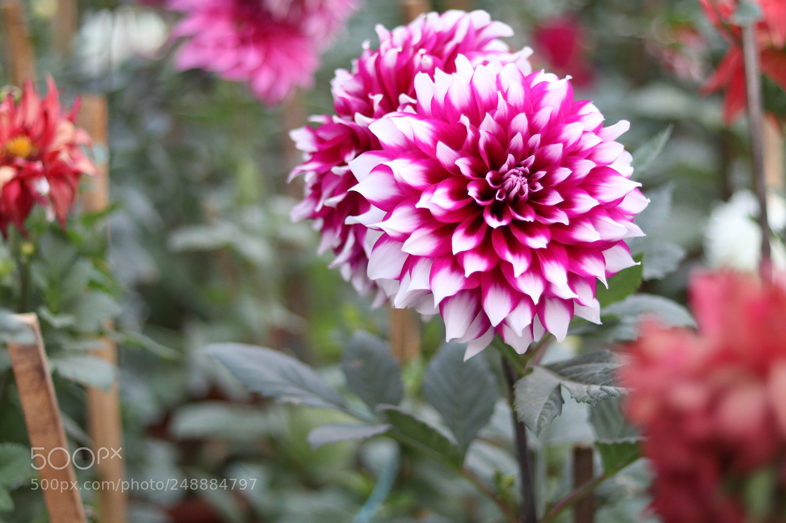 Canon EOS 80D + Canon EF 50mm F1.8 STM sample photo. Img photography