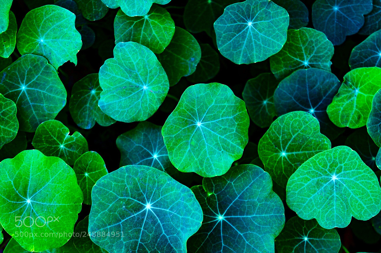 Sony Alpha NEX-7 sample photo. Green photography