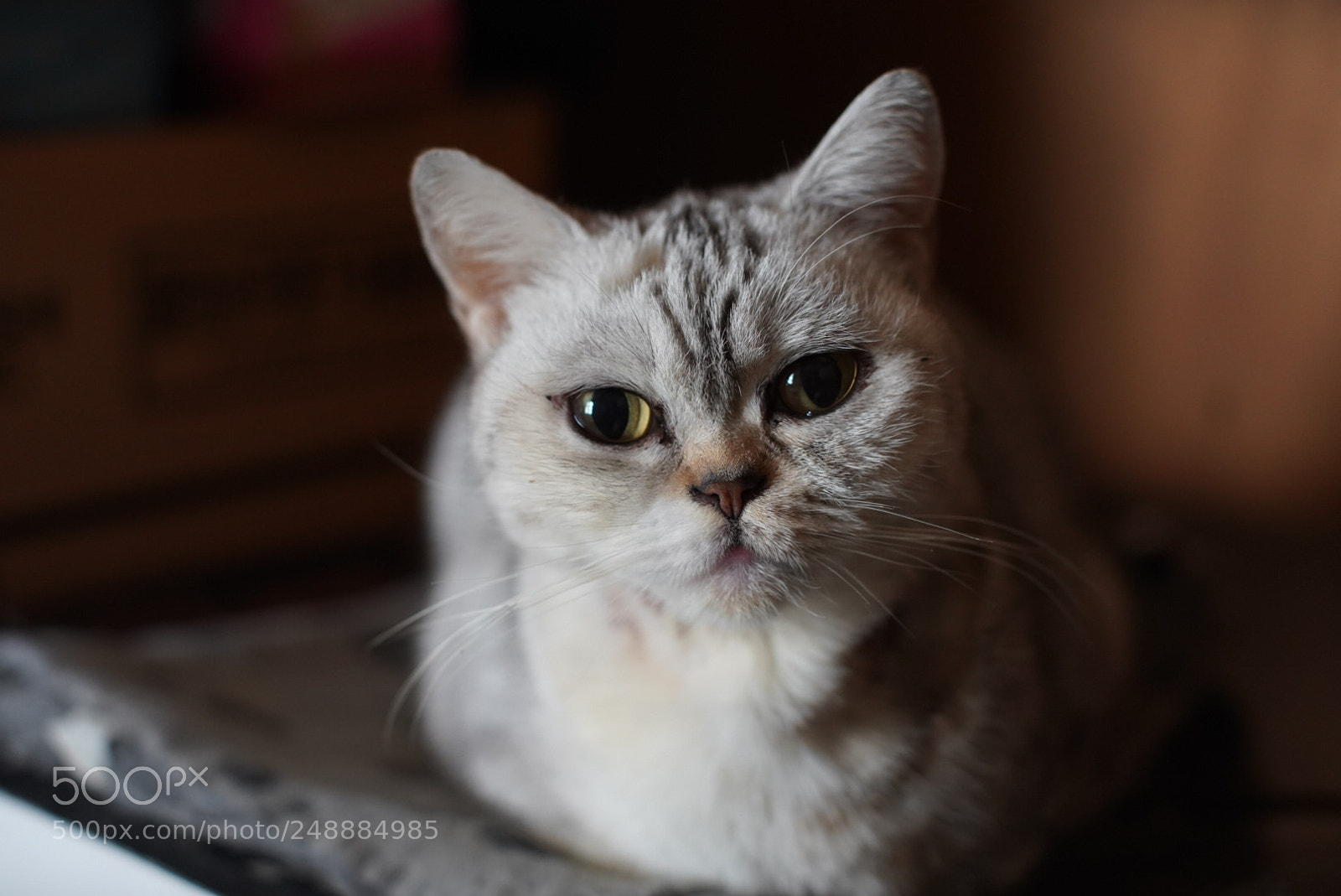 Sony a9 sample photo. Untitled photography
