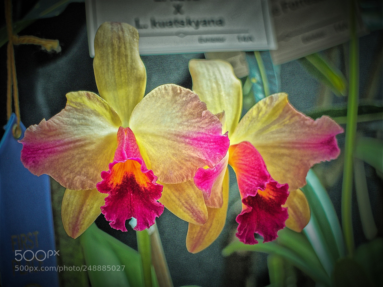 Olympus OM-D E-M5 sample photo. Orchids digital photography