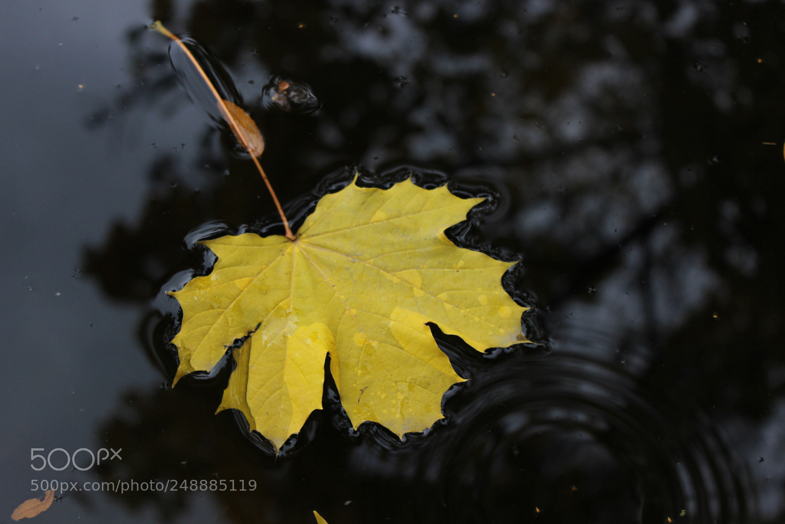 Canon EOS 600D (Rebel EOS T3i / EOS Kiss X5) sample photo. Yellow leaf floating in photography