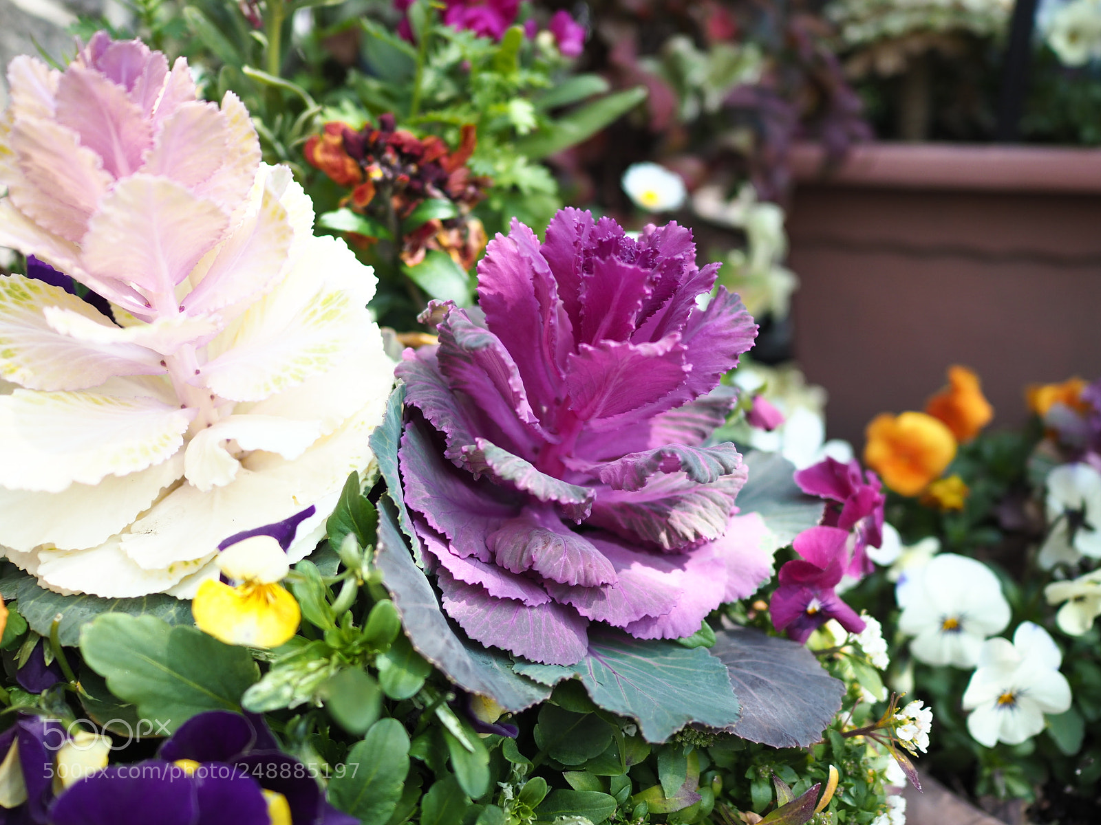 Olympus OM-D E-M10 II sample photo. Brassica photography
