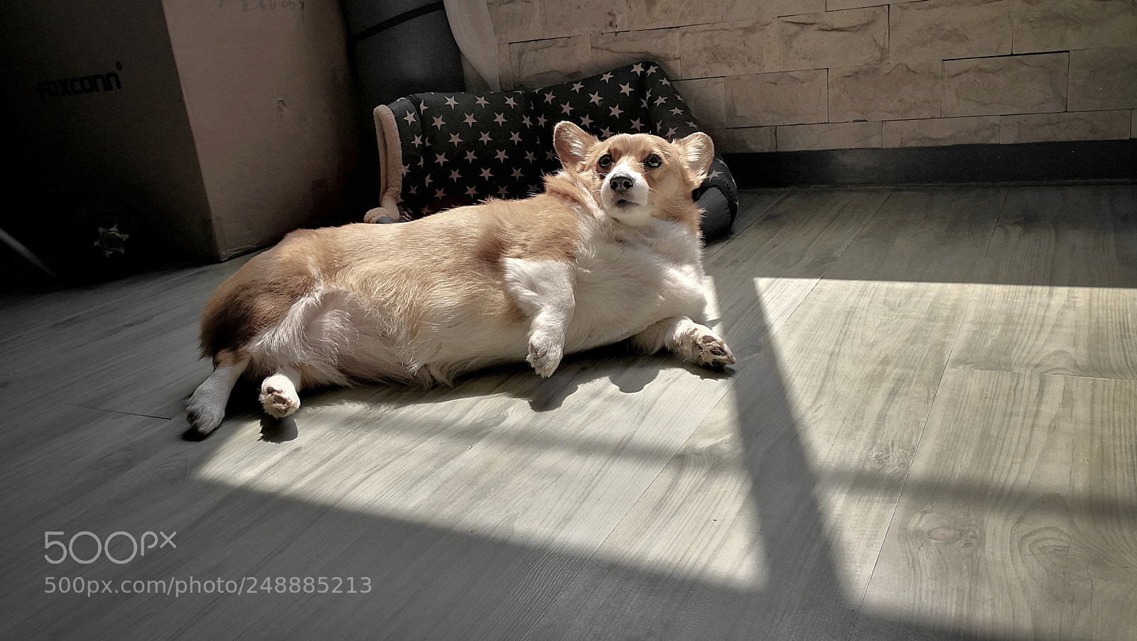 HUAWEI Mate 10 sample photo. Dog photography