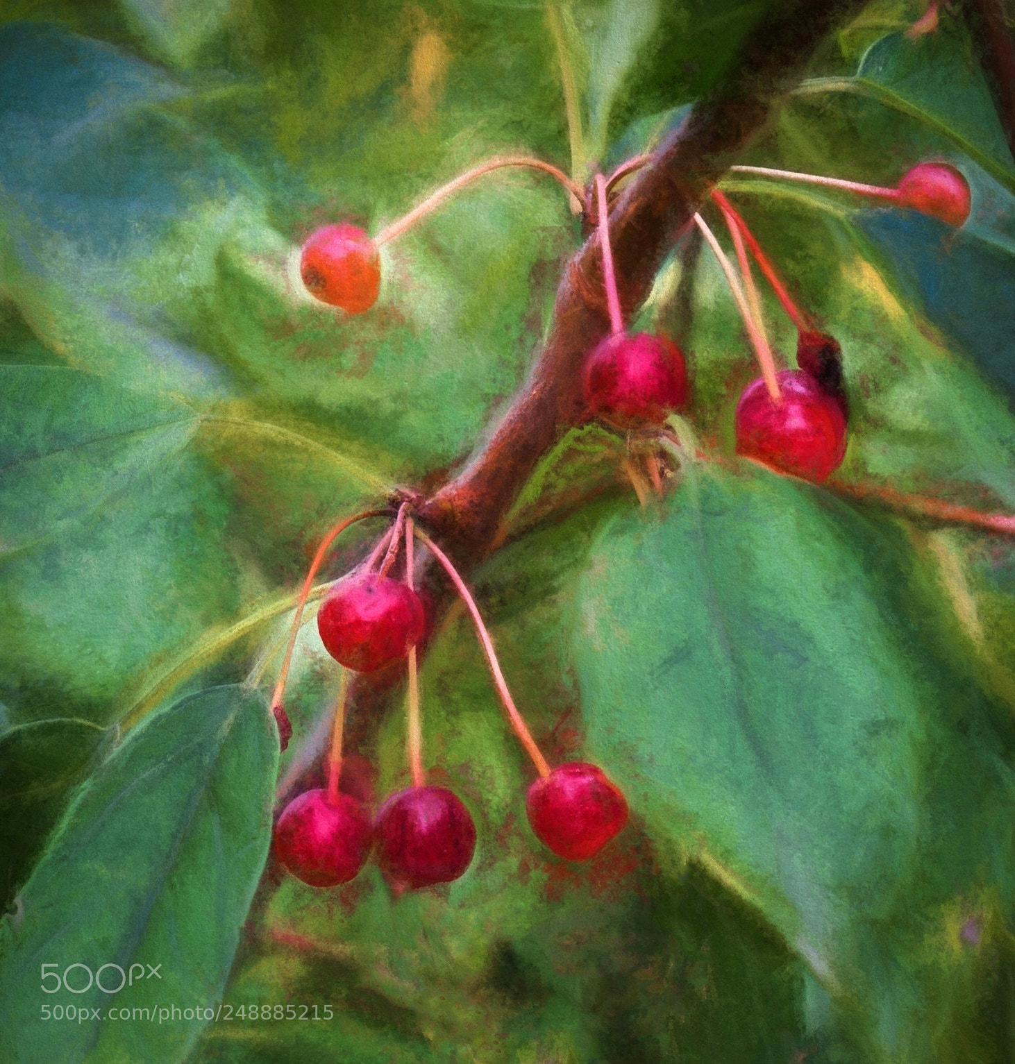 Sony Alpha NEX-6 sample photo. Red berries photography