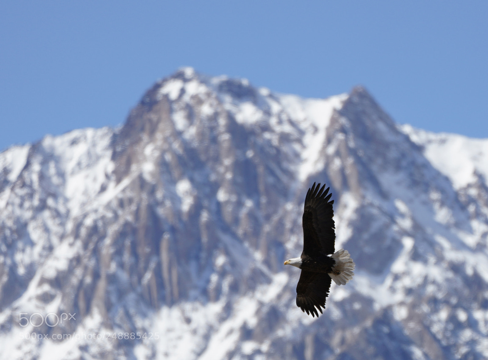 Sony a7R III sample photo. Bald eagle in the photography