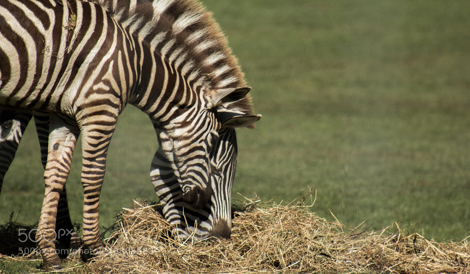 Canon EOS 70D sample photo. Zebras melding together photography