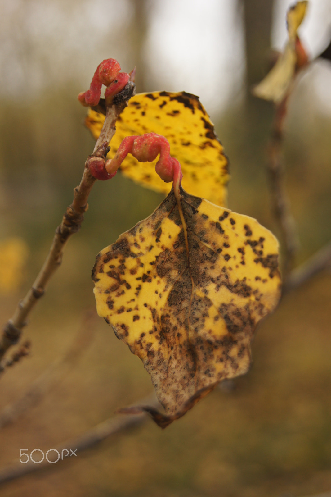 Sony Alpha DSLR-A500 + Sony DT 18-55mm F3.5-5.6 SAM sample photo. Уходящая осень photography