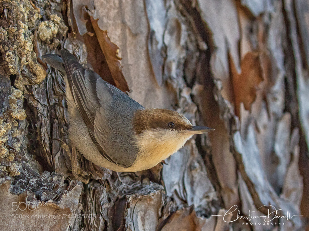 Canon EOS 7D Mark II sample photo. Brown headed nuthatch photography