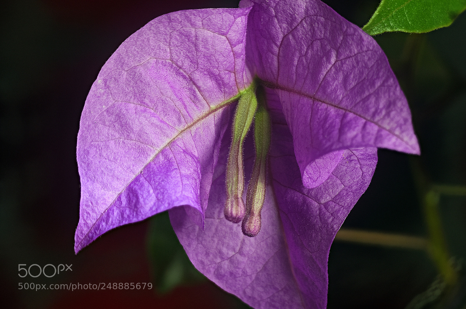 Nikon D5500 sample photo. Bougainvillea photography