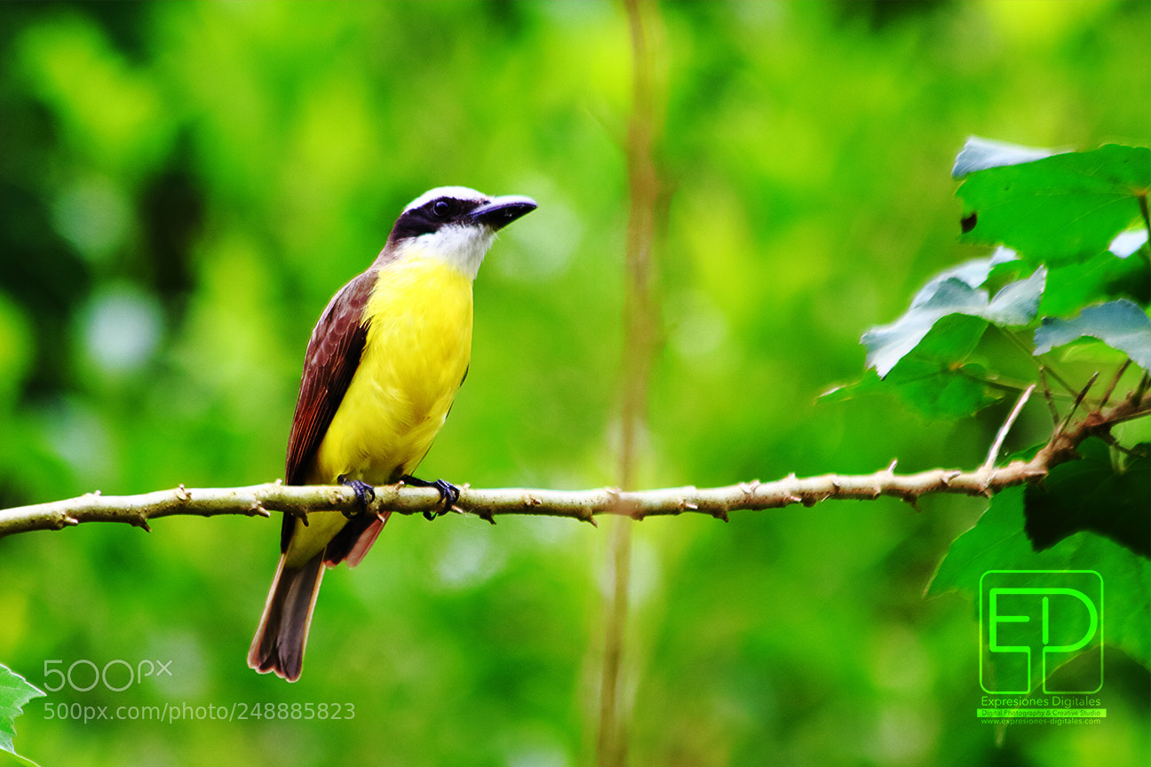 Canon EOS 7D sample photo. Bird photography