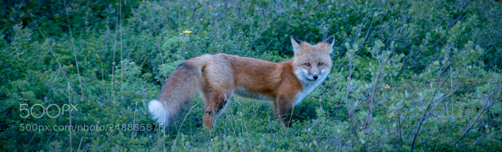 Nikon D300 sample photo. Fox in denali photography