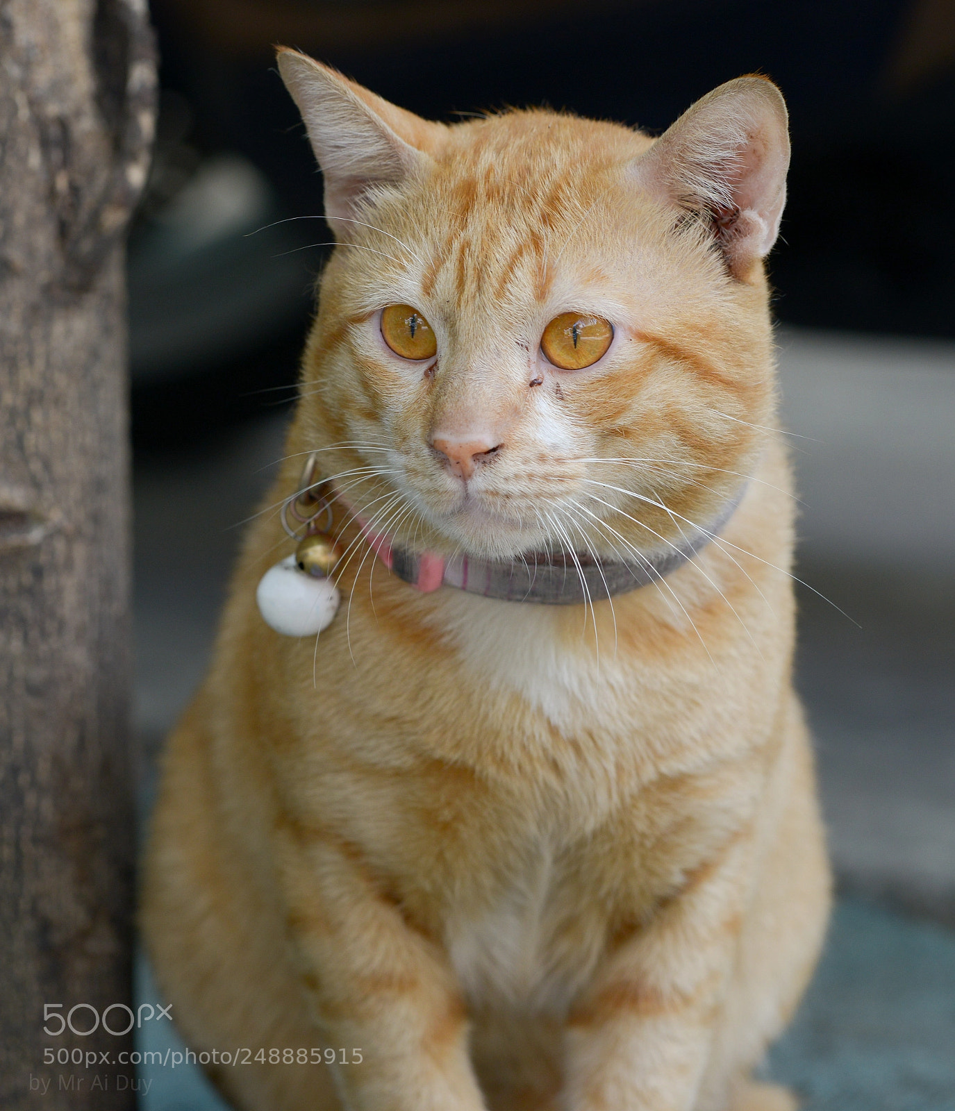 Nikon D800E sample photo. Thinking kitten photography