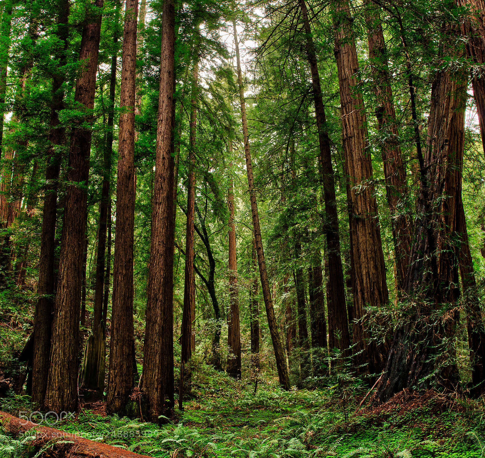 Pentax K-3 II sample photo. Muir woods photography