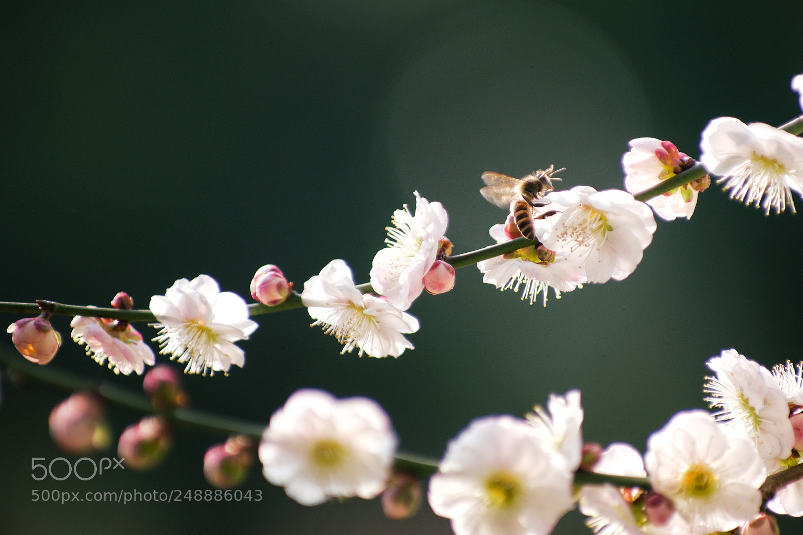 Pentax K-3 II sample photo. Spring is coming, iii photography