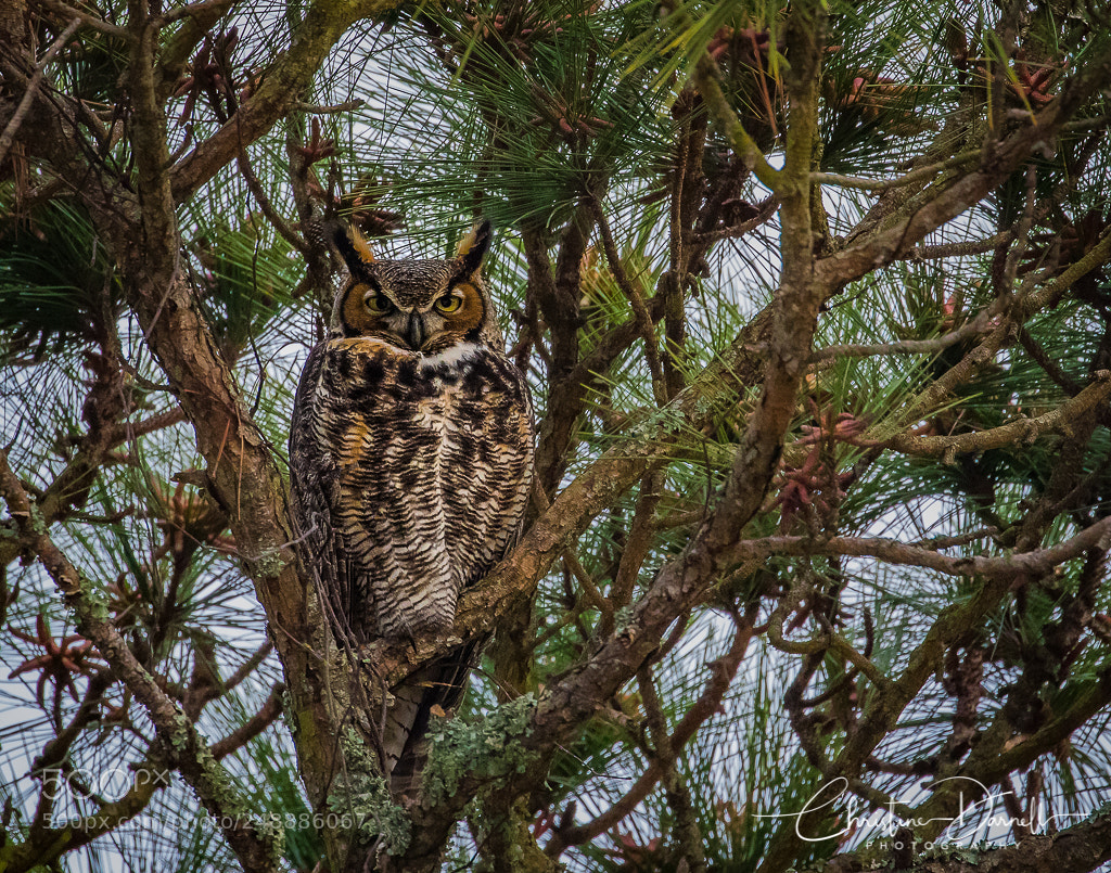 Canon EOS 7D Mark II sample photo. Great horned owl photography