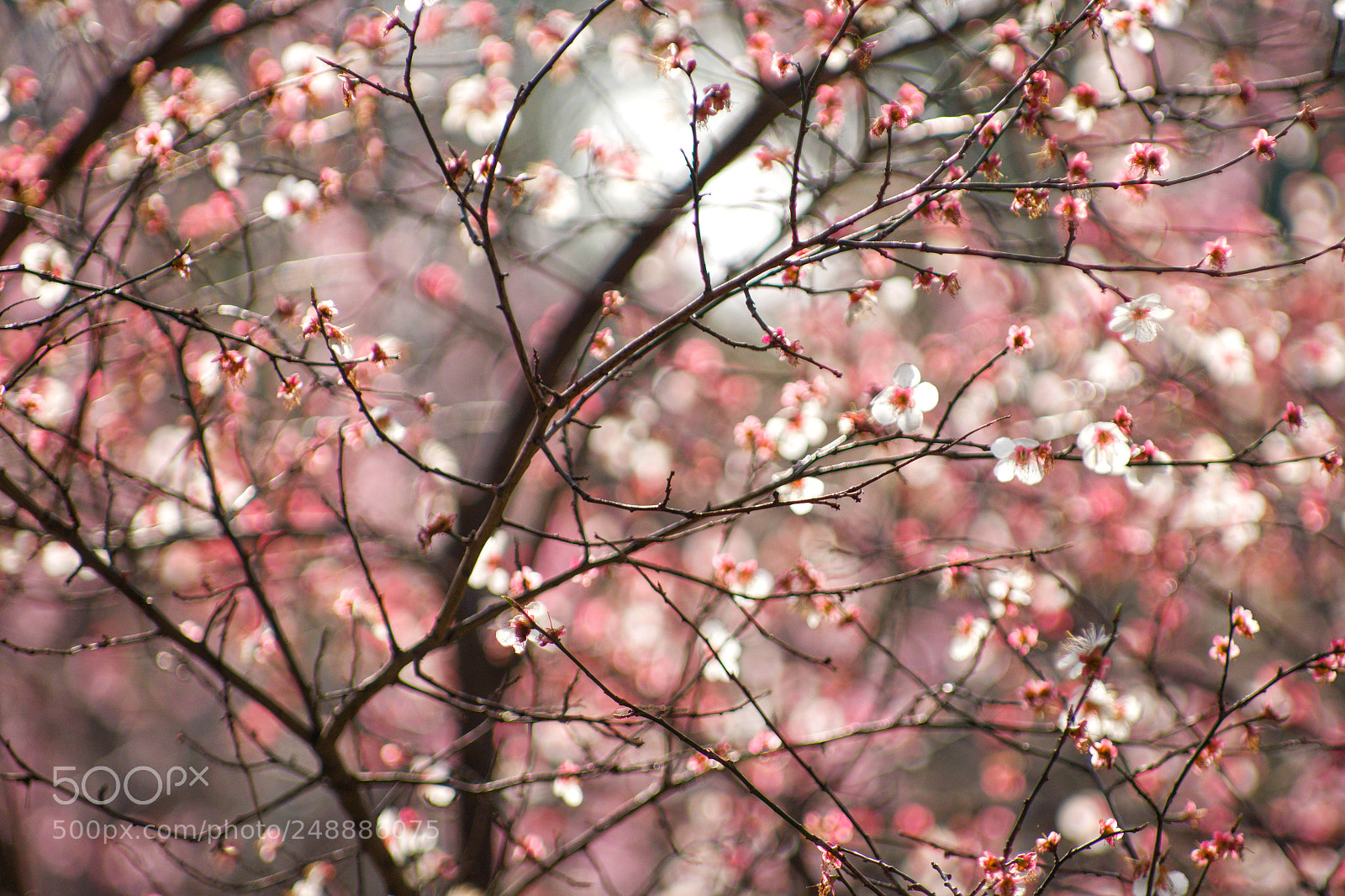 Pentax K-3 II sample photo. Spring is coming, iv photography