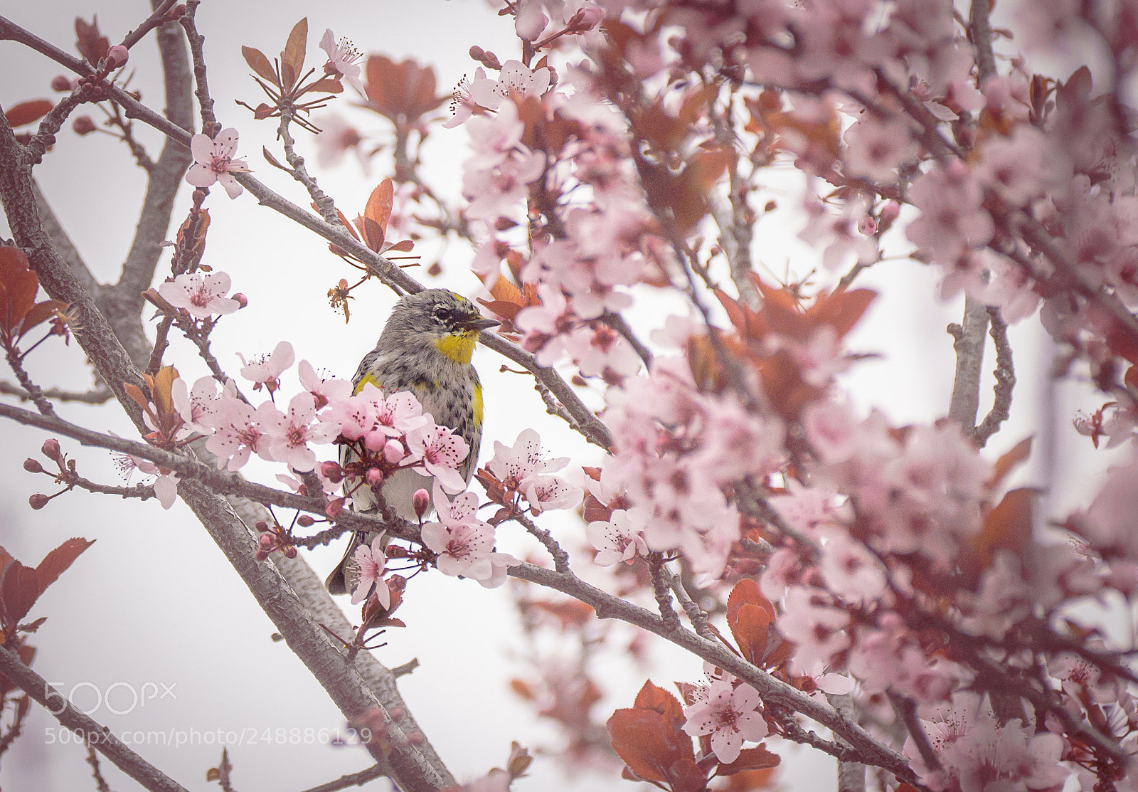 Sony a7R III sample photo. Yellow rumped warbler photography