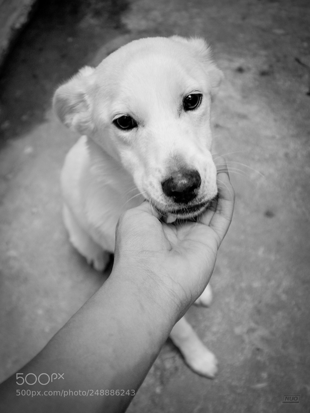 Nikon D5200 sample photo. Luna 4-6 photography