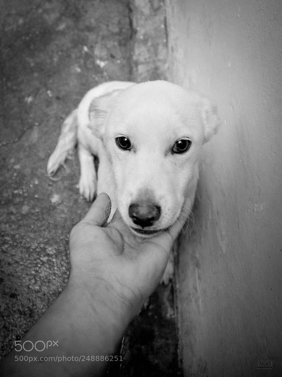 Nikon D5200 sample photo. Luna 4-6 photography