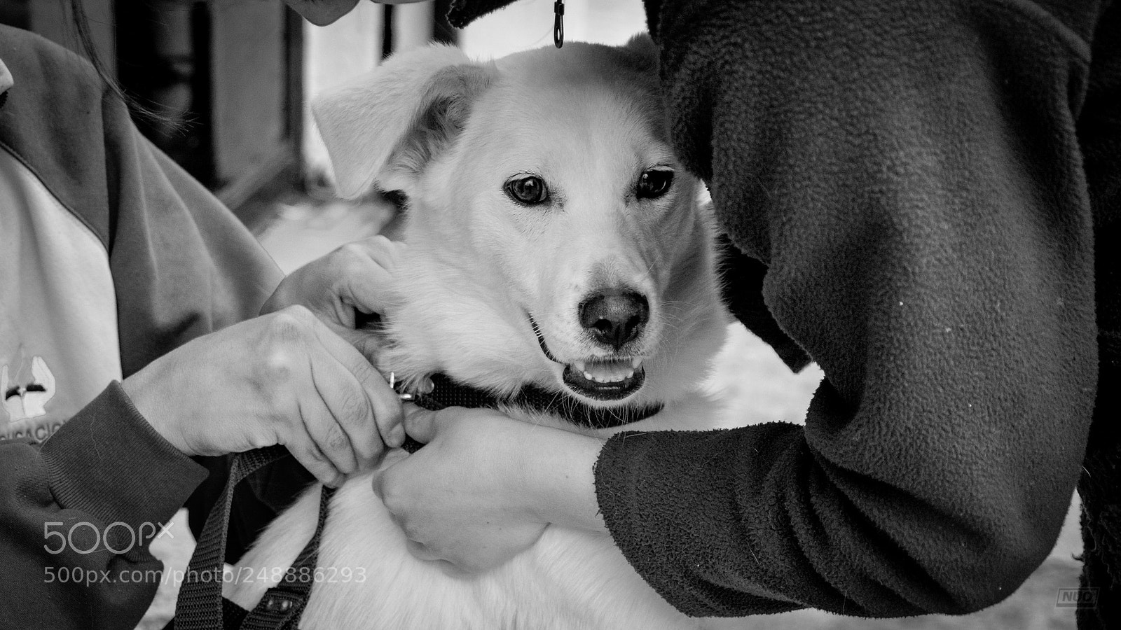 Nikon D5200 sample photo. Luna 4-6 photography