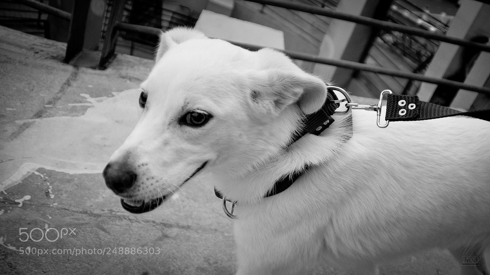Nikon D5200 sample photo. Luna 4-6 photography